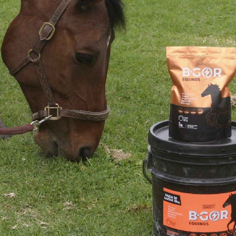 Juan Pérez - Criador de Boyacá satisfecho con B-GOR Suplemento Equinos
